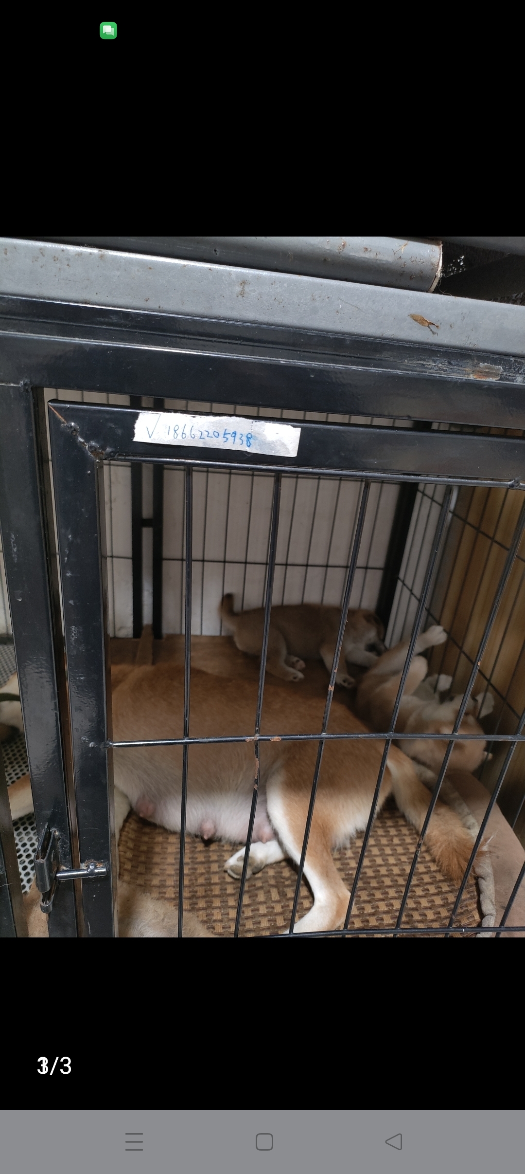 柴犬宝宝出售了...
小公柴犬宝宝...